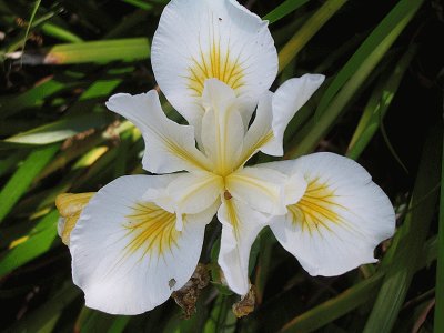 iris