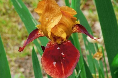 iris