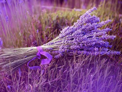 Lavanda