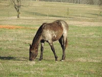 Late Afternoon Grazing