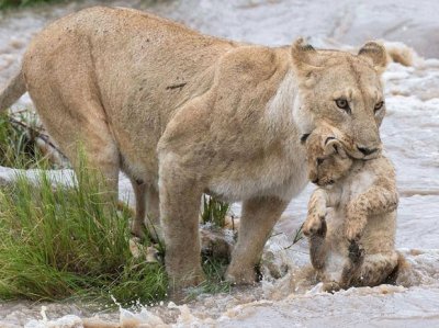 Leoa e sua Cria