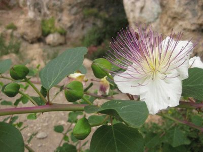 Flor e semente de Alcaparra