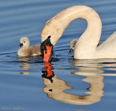 Cisne