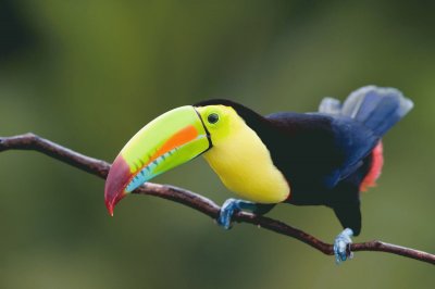 Tucan