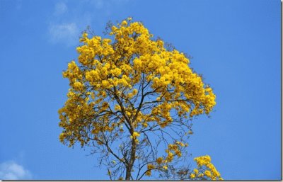 Mata AtlÃ¢ntica - IpÃª amarelo