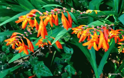 fleurs: crocosmias