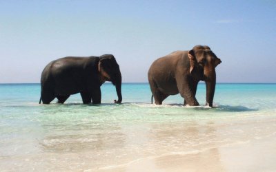 Elefantes na Praia