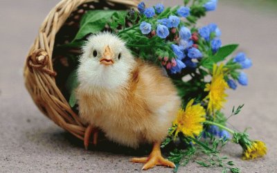 Easter Chicken