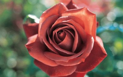 Beautiful Rose