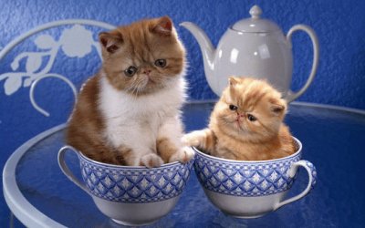 Kittens in a Cup