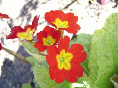 Flowers on meadow Fields