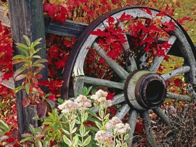 Wheel from a old Cart