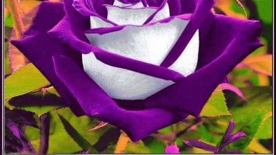 Purple Rose