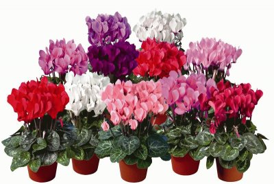 cyclamen