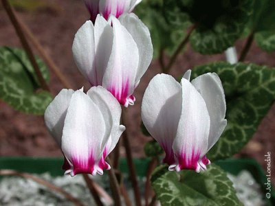 cyclamen