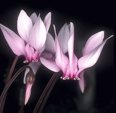 cyclamen