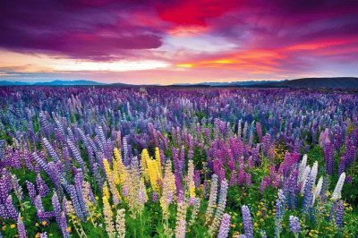 champ de lupins