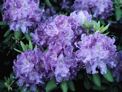 Husky Mania Rhododendrons-UConn, Ct