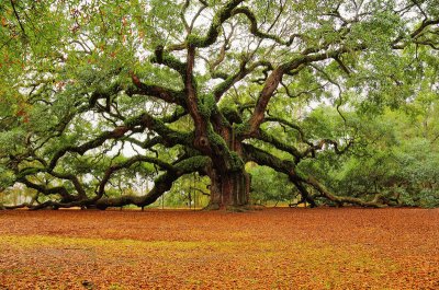 arbre