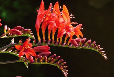 fleurs: montbretias