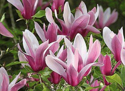 fleurs: magnolia