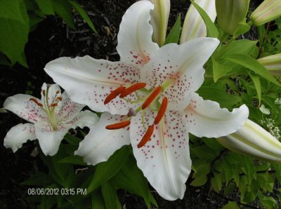 fleurs: lys