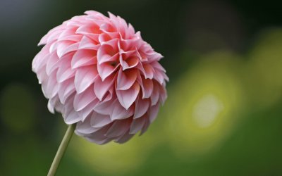 dahlia