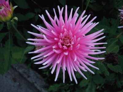 dahlia