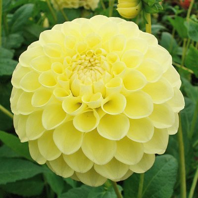 dahlia