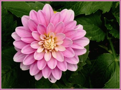 dahlia