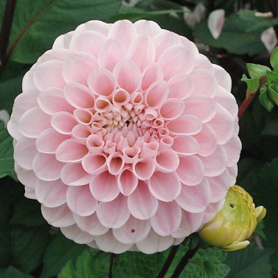 dahlia