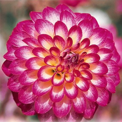 dahlia