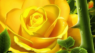 Yellow Rose