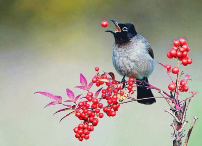 PÃJARO COMIENDO