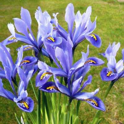 fleurs: iris