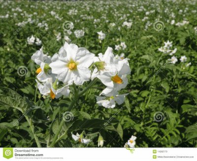 fleurs de pommes de terre