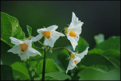 fleurs de pommes de terre