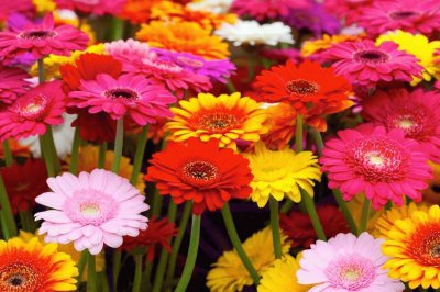 Gerberas multicoloridas