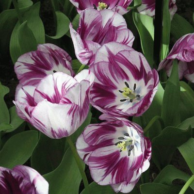 fleurs: tulipes