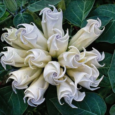 fleurs: datura