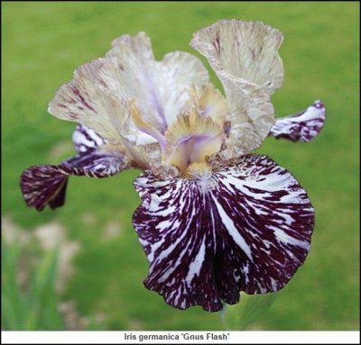 fleurs: iris