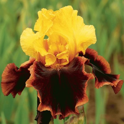 fleurs: iris