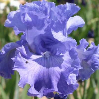 fleurs: iris