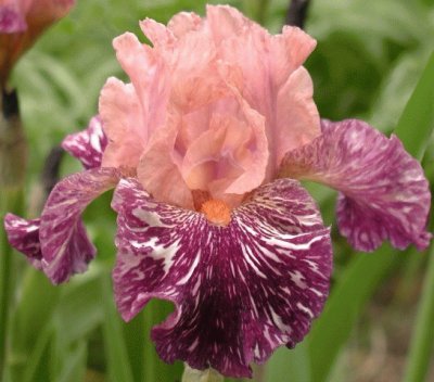 fleurs: iris