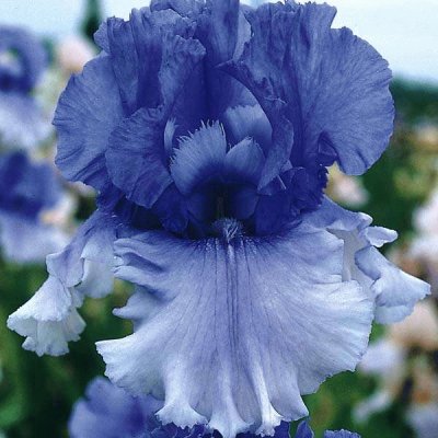 fleurs: iris