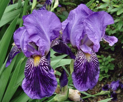 fleurs: iris