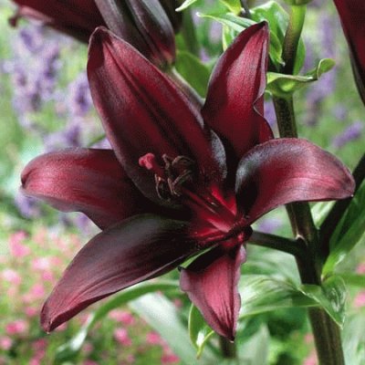 fleurs: lys