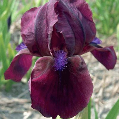 fleurs: iris