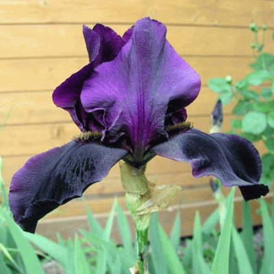 fleurs: iris