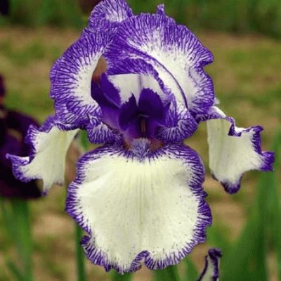 fleurs: iris